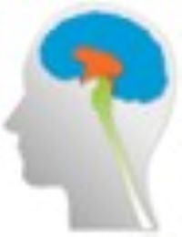 Stamm-, Zwischen- & Großhirn